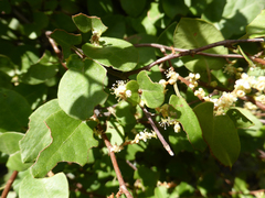 Muehlenbeckia complexa grandifolia