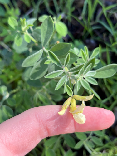 Acmispon grandiflorus, photograph 5