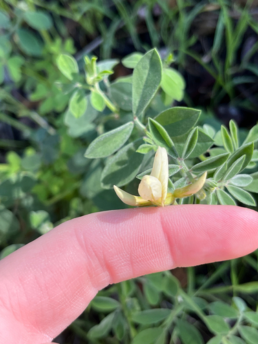 Acmispon grandiflorus, photograph 6