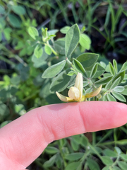 Acmispon grandiflorus, photograph (c) harrier, some rights reserved (CC BY)