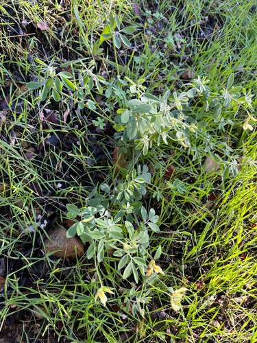 chaparral bird's-foot trefoil (Acmispon grandiflorus)