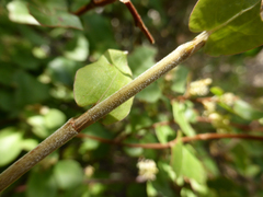 Muehlenbeckia complexa grandifolia