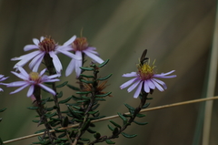 Diplostephium hartwegii