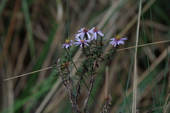 Diplostephium hartwegii