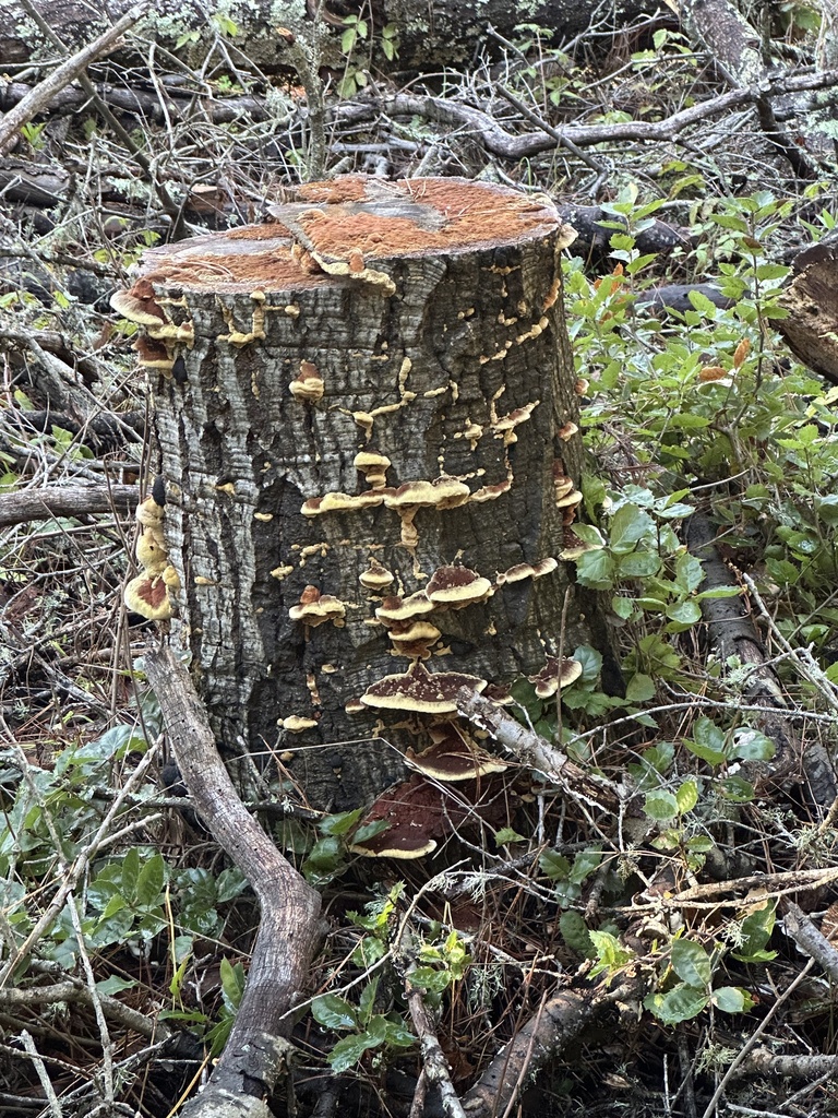 Fuscoporia gilva · December 2025 · photo: © cooper_matuszak (iNaturalist, cc0)