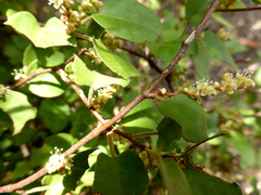 Muehlenbeckia complexa grandifolia