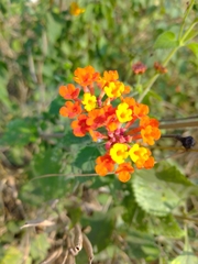 Lantana horrida