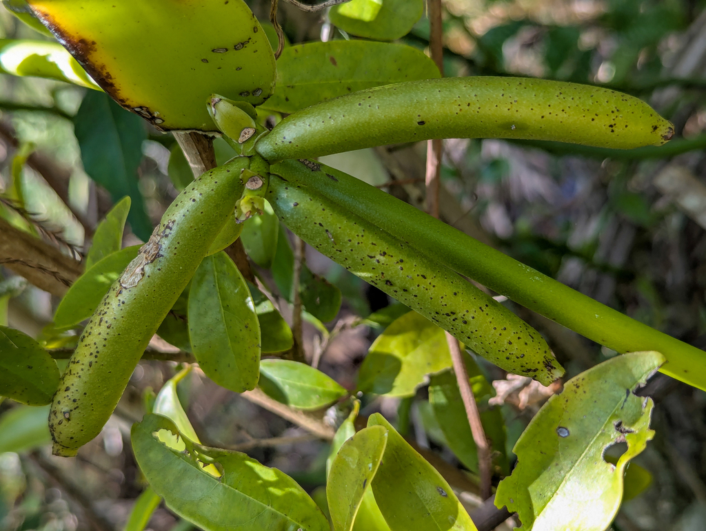 Vanilla phaeantha; photograph (c) Tom Field, some rights reserved (CC BY)
