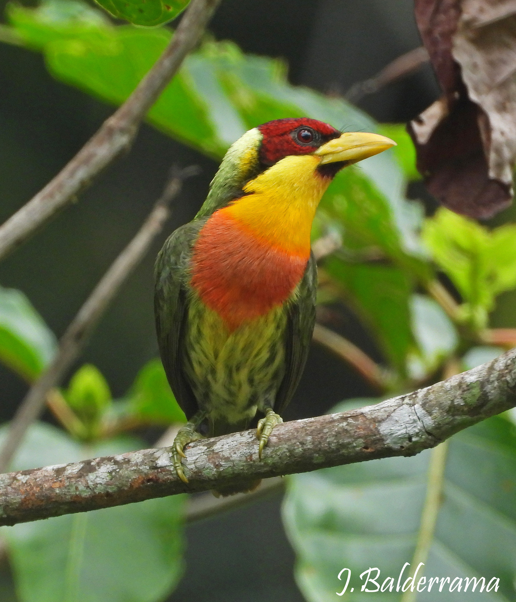 Lemon-throated Barbet (Eubucco richardsoni), photo 2