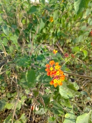 Lantana horrida