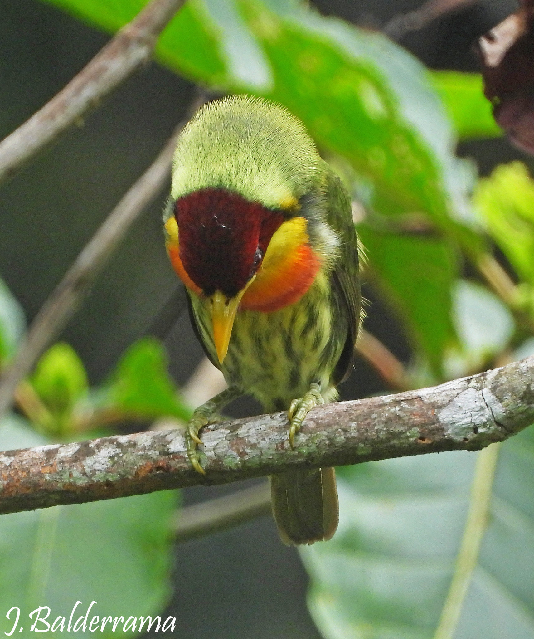 Lemon-throated Barbet (Eubucco richardsoni), photo 3