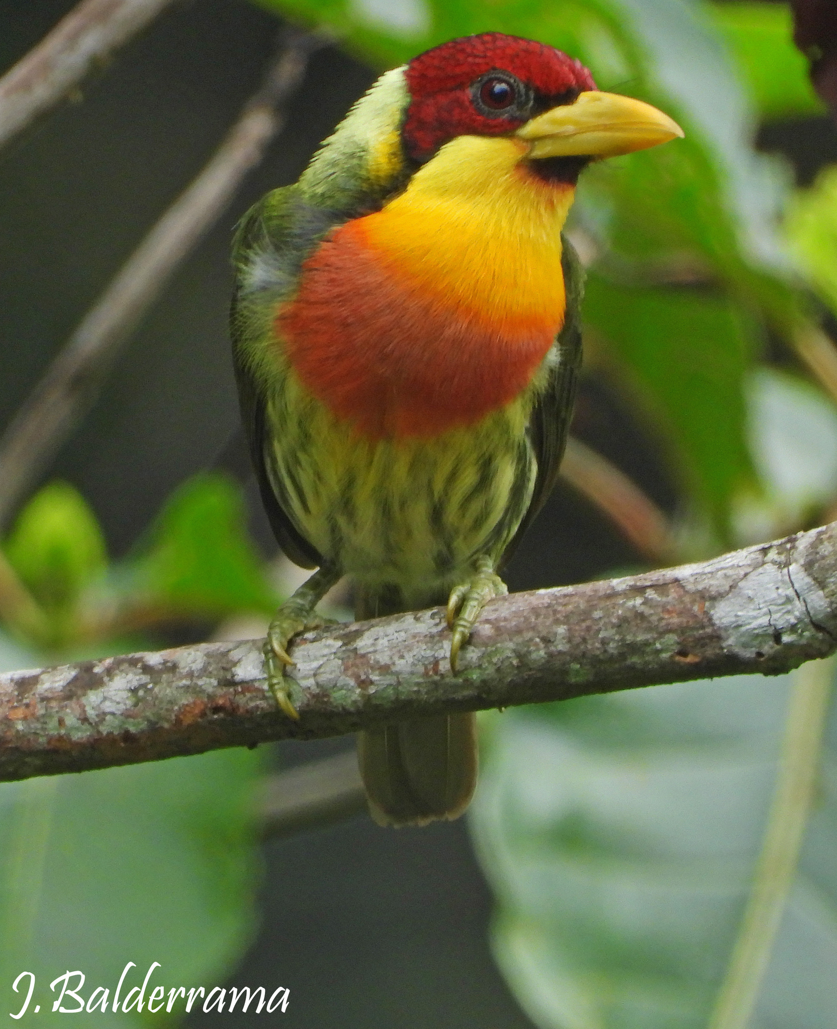Lemon-throated Barbet (Eubucco richardsoni), photo 4