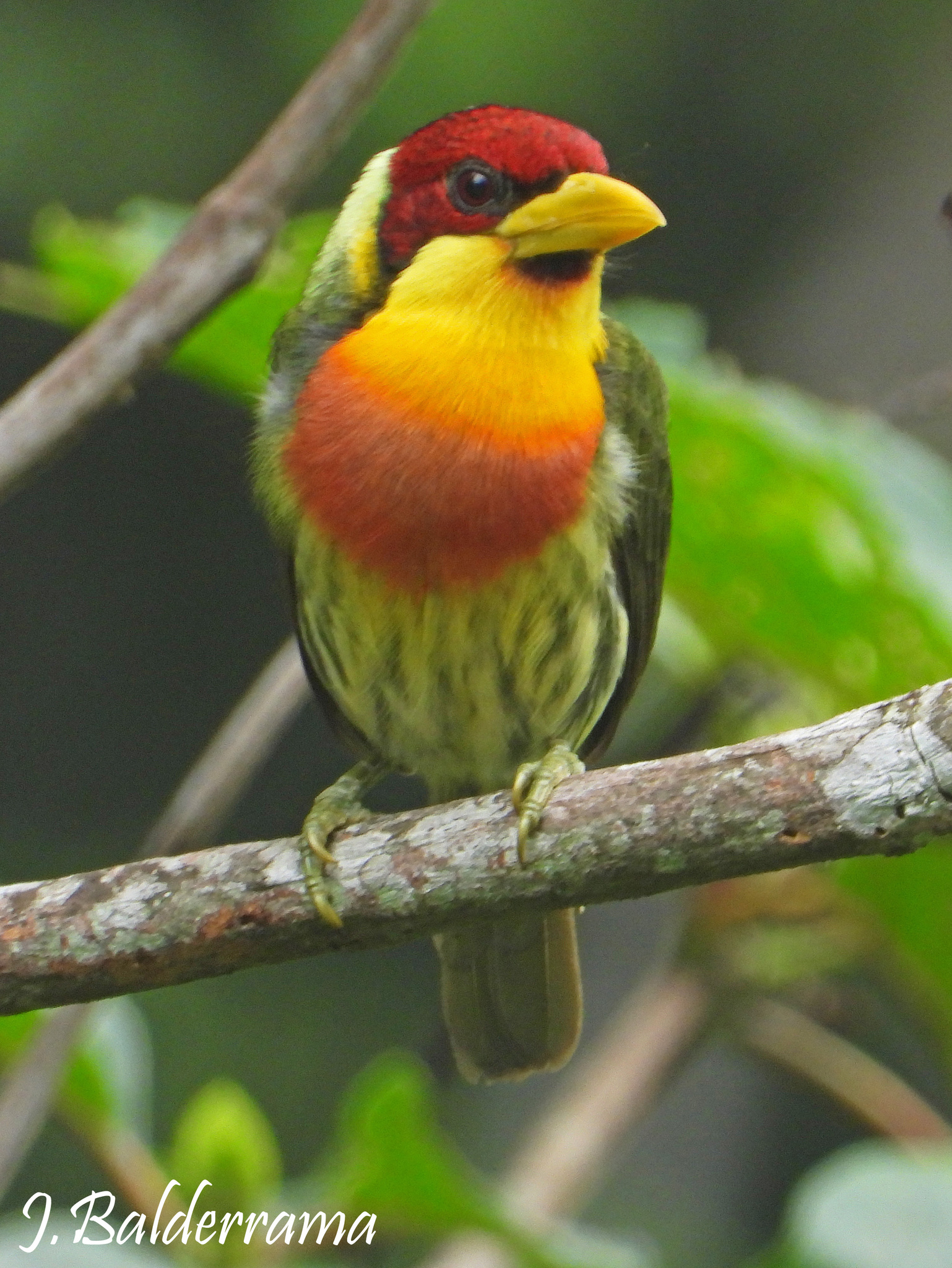 Lemon-throated Barbet (Eubucco richardsoni), photo 5