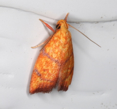 Pycnozancla acribes