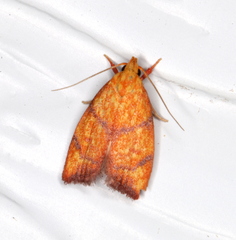 Pycnozancla acribes
