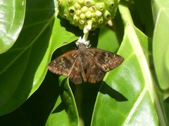 Ephyriades zephodes