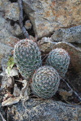 Mammillaria sheldonii