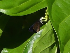Ephyriades arcas