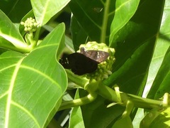 Ephyriades zephodes