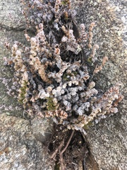 Myriopteris covillei