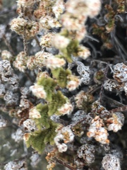 Myriopteris covillei