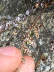 Myriopteris covillei