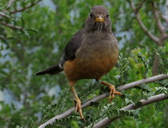 Turdus olivaceus olivaceus