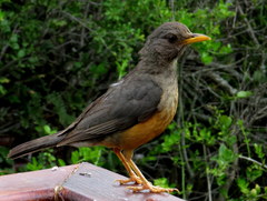 Turdus olivaceus olivaceus
