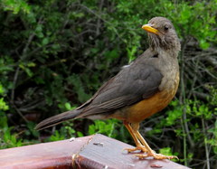 Turdus olivaceus olivaceus