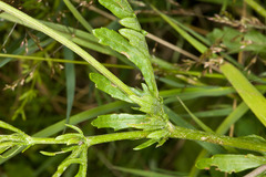 Senecio squalidus