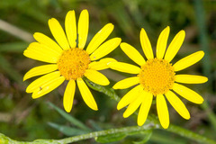 Senecio squalidus
