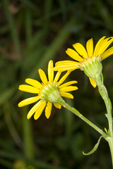 Senecio squalidus