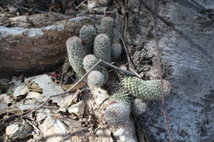 Mammillaria sheldonii