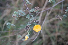 Abutilon hypoleucum