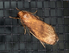 Lambula phyllodes