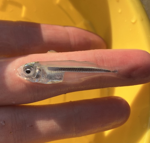 Longfin silverside (Atherinella eriarcha) — Atherinopsidae — 2
