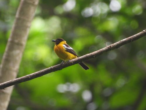 White-winged Shrike-Tanager (Lanio versicolor), photo 2