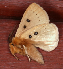 Anthela ocellata