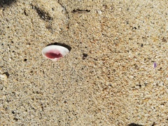 Caryocorbula ovulata