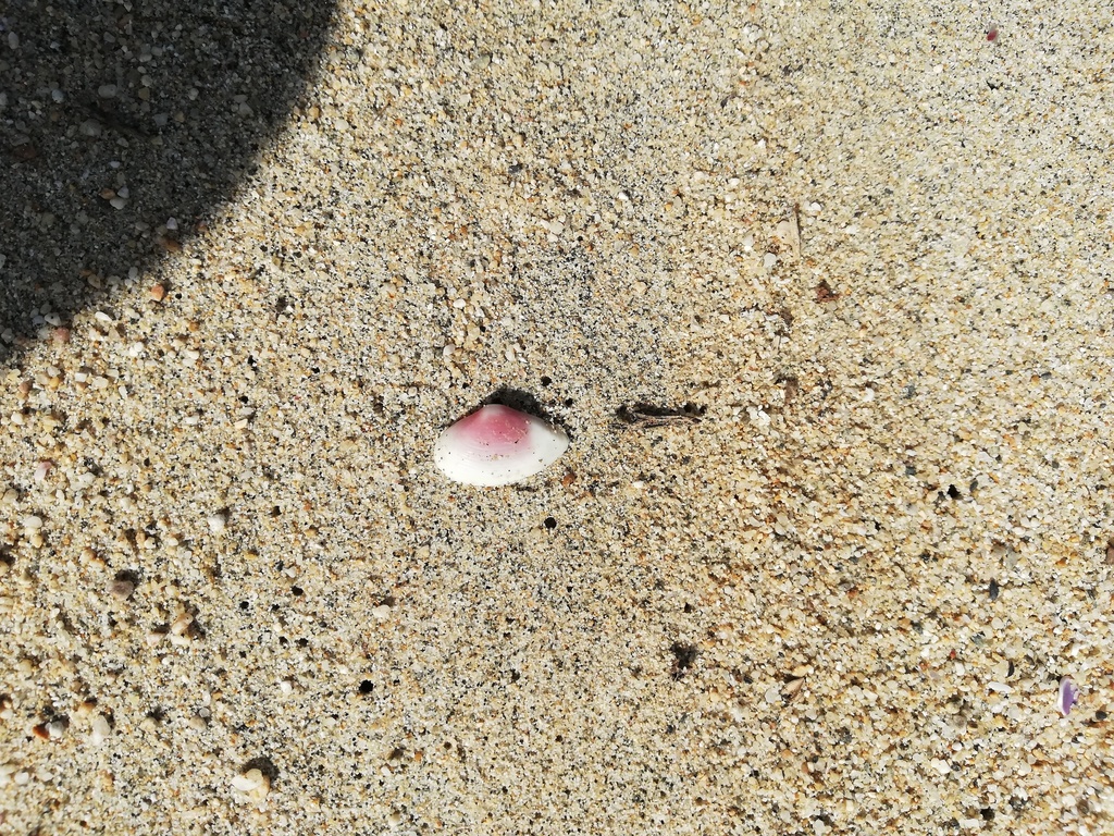 Caryocorbula ovulata