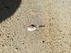 Caryocorbula ovulata