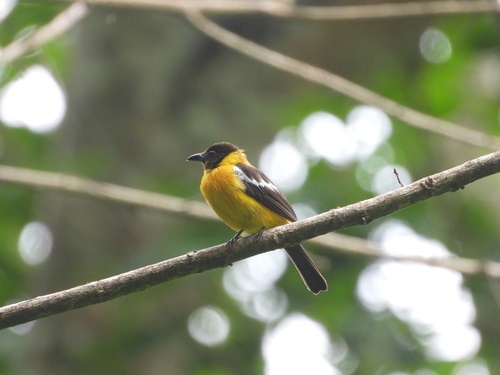 White-winged Shrike-Tanager (Lanio versicolor), photo 2