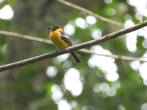 White-winged Shrike-Tanager (Lanio versicolor), photo 8