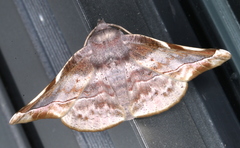 Oenochroma turneri
