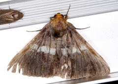 Buzara frontinus