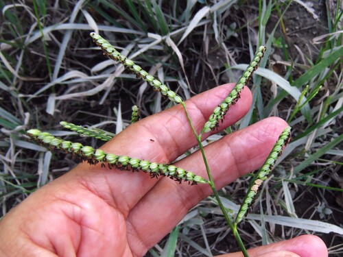 four-rowed bead grass (Paspalum pubiflorum)