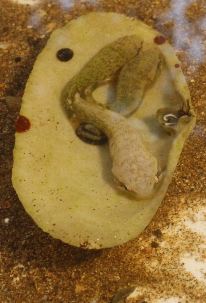 Estuary Clingfish
