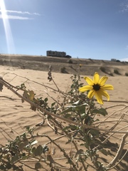 Helianthus niveus tephrodes
