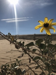 Helianthus niveus tephrodes