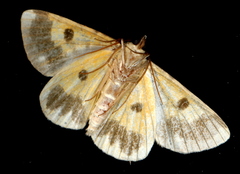Rhuma subaurata